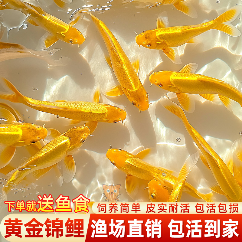 黄金锦鲤鱼冷水鱼观赏鱼淡水鱼风水鱼招财鱼好养鱼活体黄锦鲤鱼苗