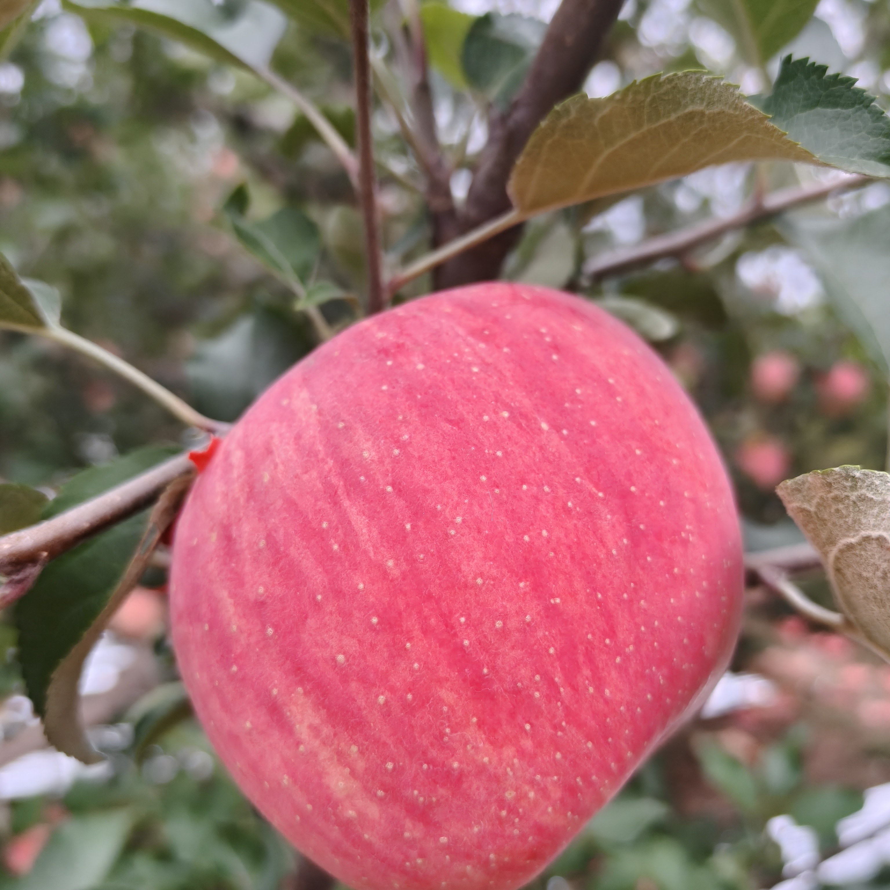 陕西洛川红富士苹果皮薄肉厚脆甜可口当季水果