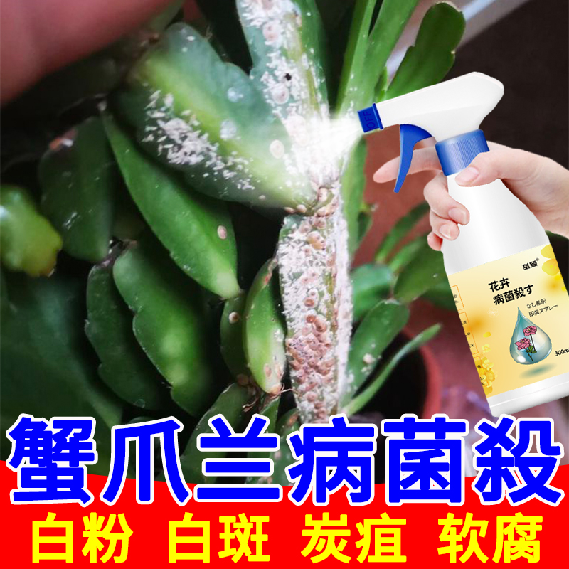 蟹爪兰白粉病专用营养液防白斑茎腐软腐炭疽病黄叶斑烂根盆栽肥料