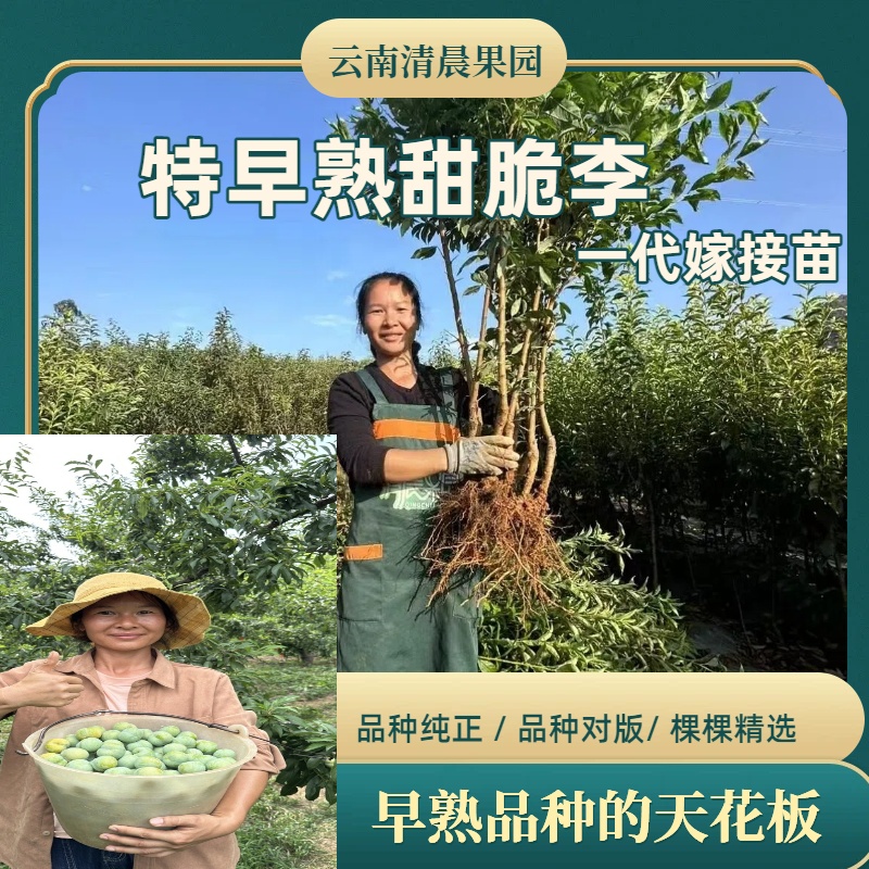新品种特早熟四月甜脆李一年嫁接苗脱骨脆李南北种植果树李子苗