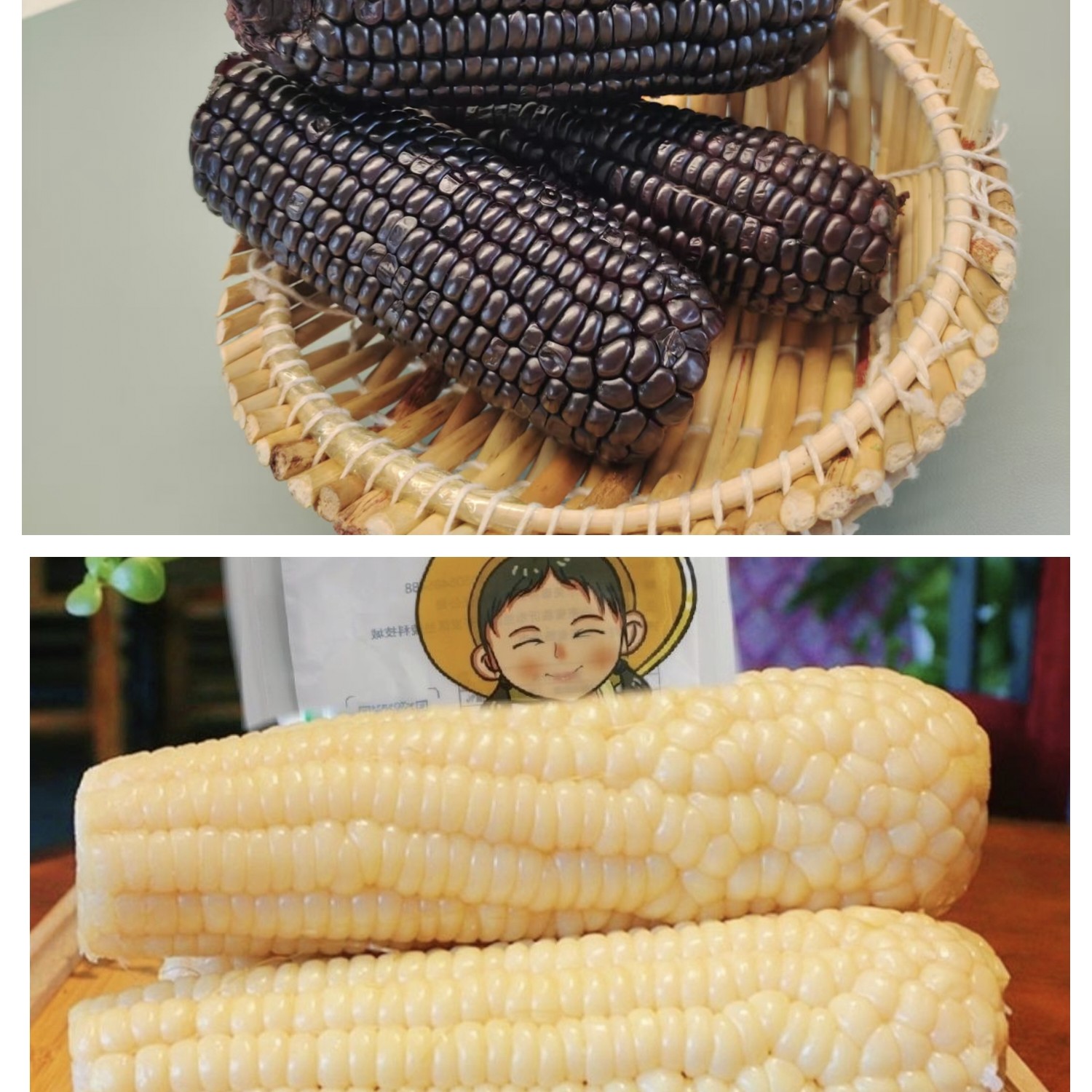 农大小糯黑白配真空包装8根营养食用非转基因