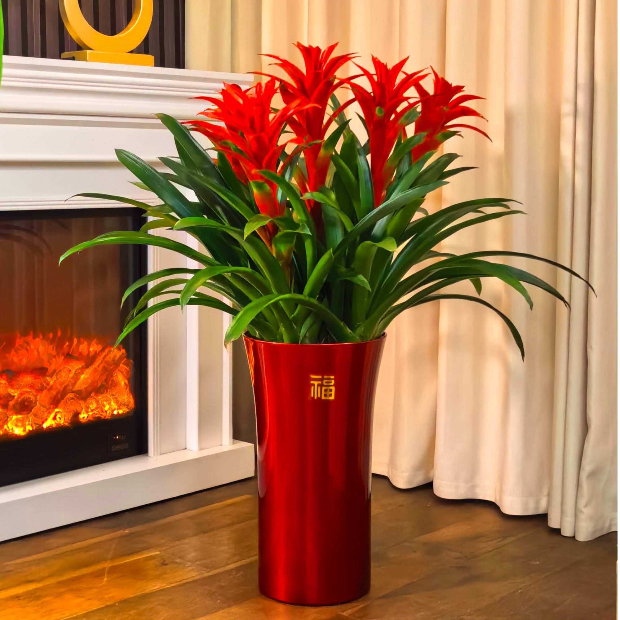 【5颗装落地款】鸿运当头凤梨花年宵花卉大红星绿植盆栽好养