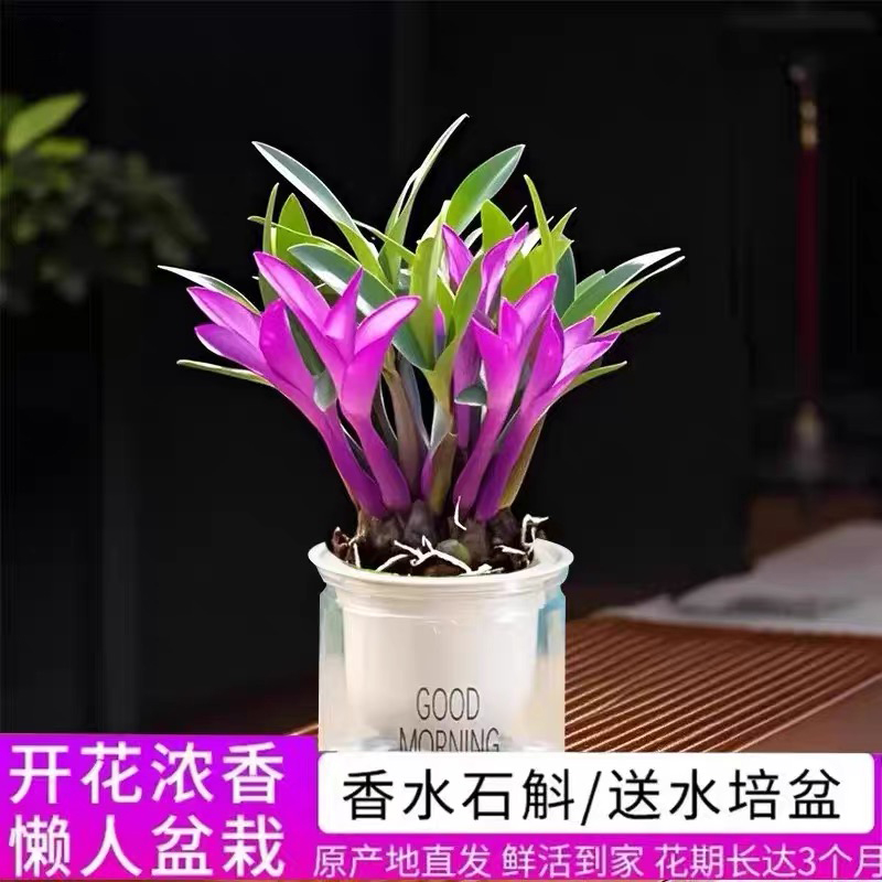【带红芽】七彩香水石斛兰 精品澳洲石斛 浓香型 水培盆栽