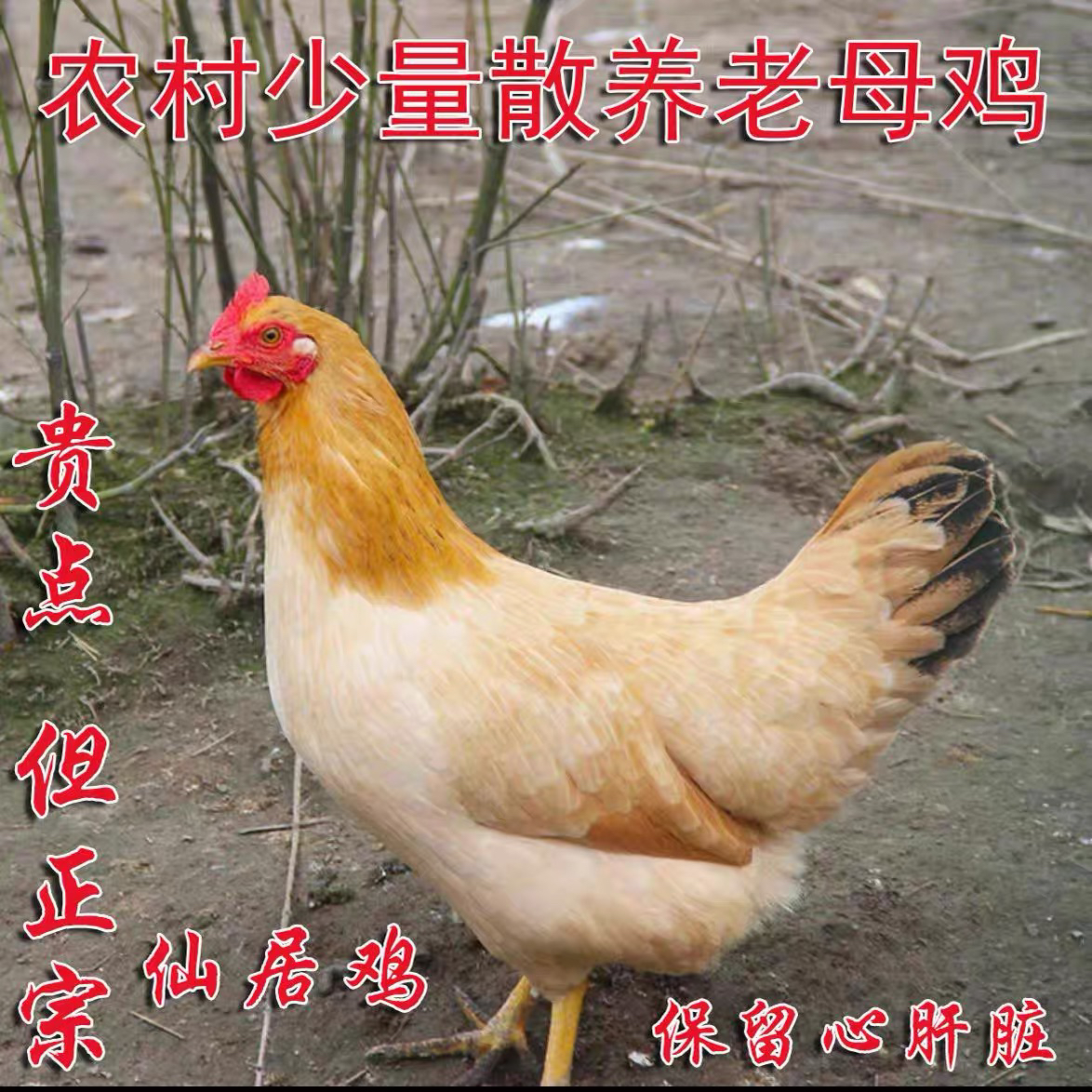 正宗仙居三黄鸡活鸡现杀农家散养孕妇月子土鸡大公鸡童子鸡老母鸡
