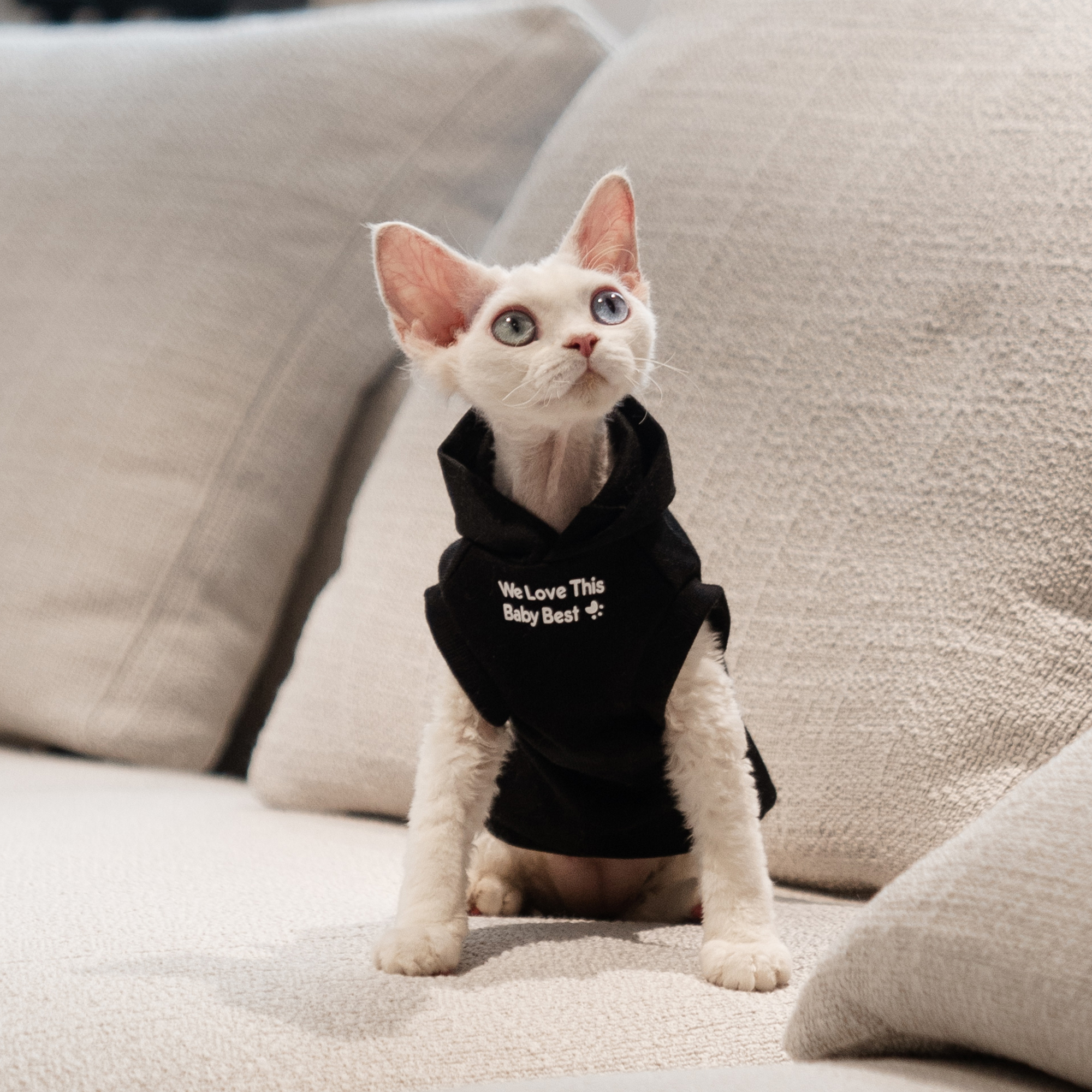 宠物猫咪春秋卫衣连帽衫德文猫无毛猫斯芬克斯秋冬季猫咪保暖衣服