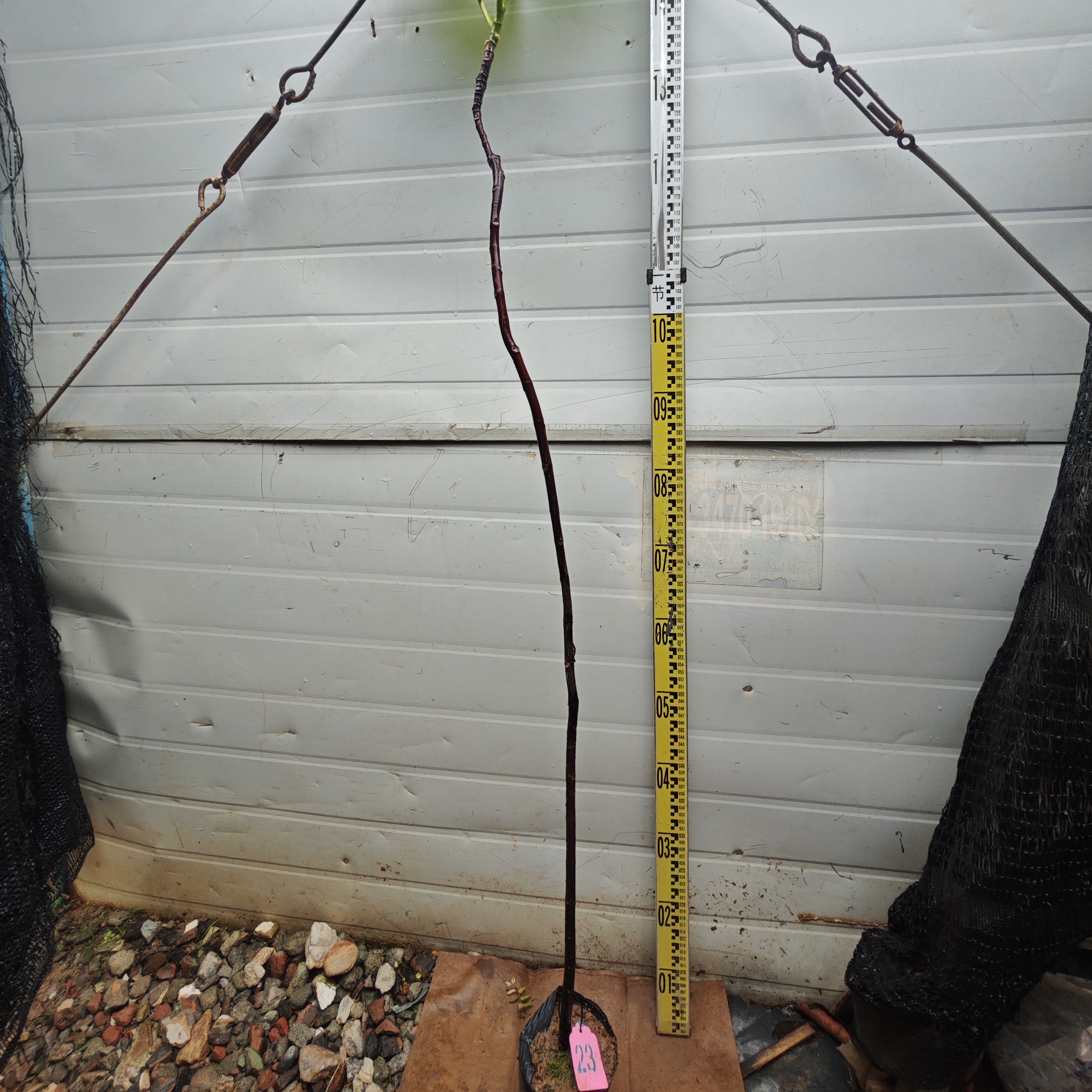 面包树面包果大杯苗23号罗蜜树马槟榔面磅树庭院大型绿植结果绿植