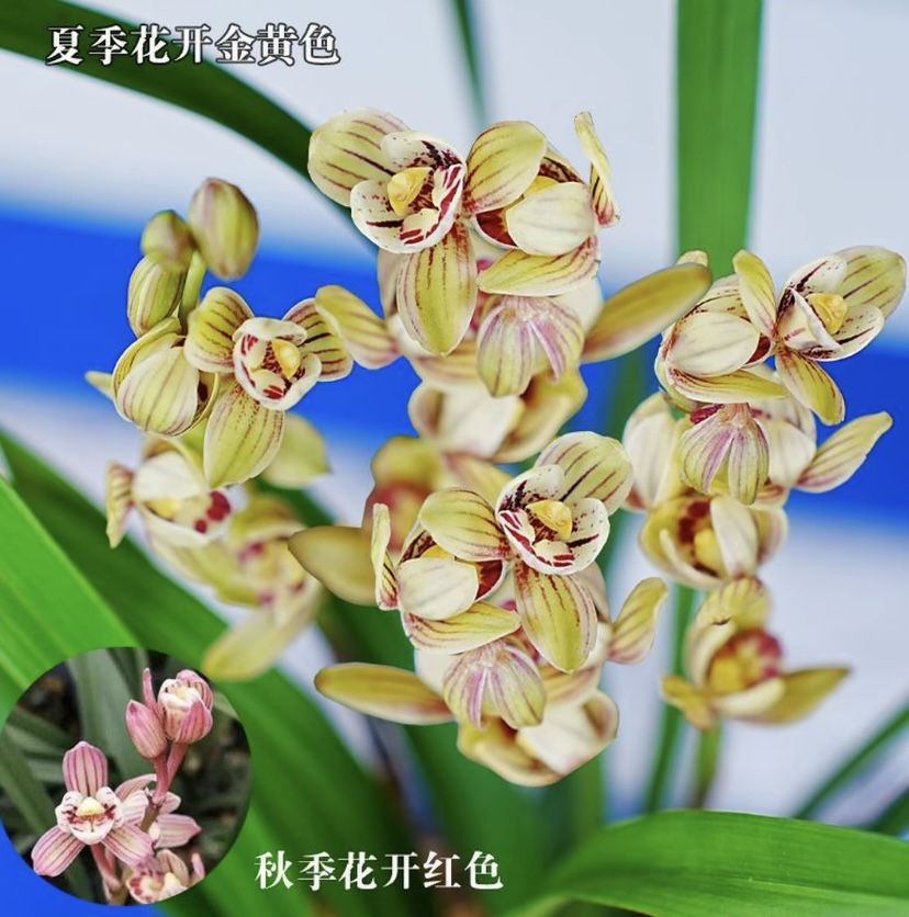 高档兰花苗夏季带花苞矮种七彩玲珑荷瓣名品开花浓香室内盆栽植物