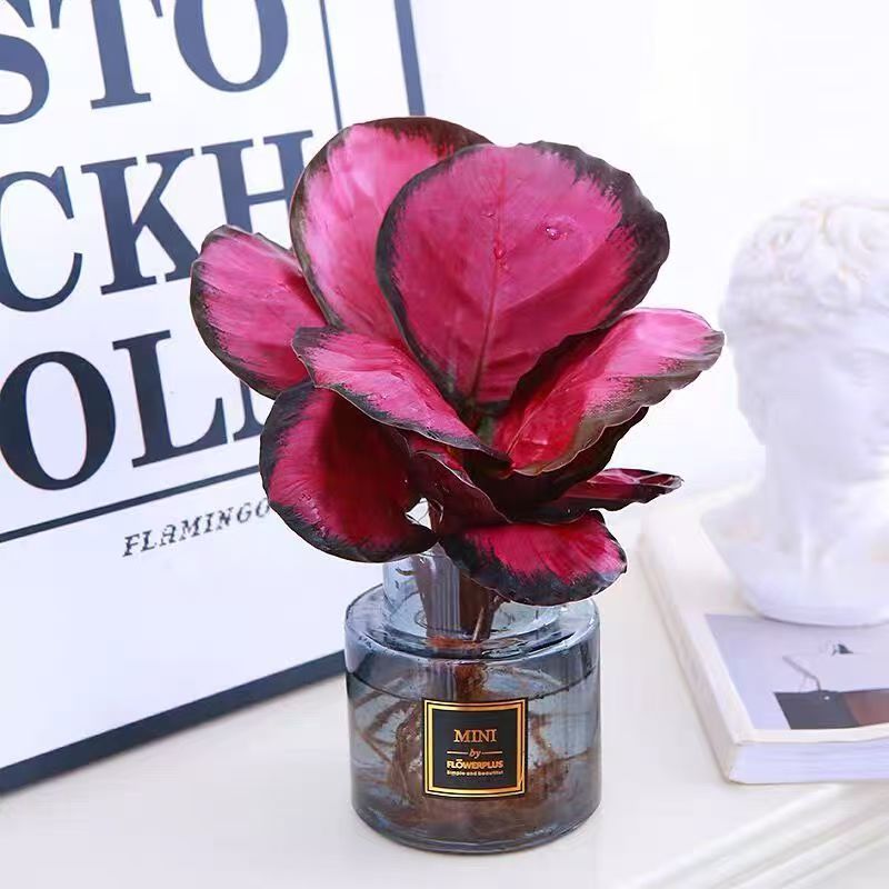 幸运女神彩美丽竹芋盆栽室内喜阴好养植物可净化空气观叶植物