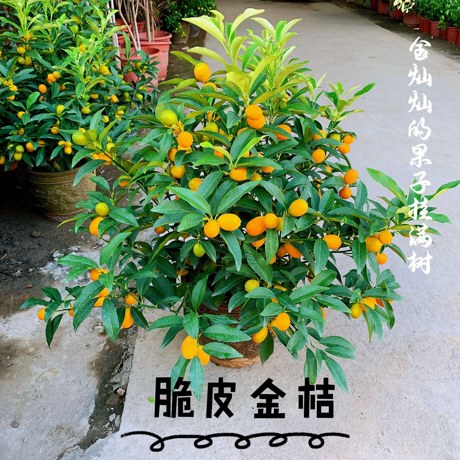 正宗广西脆蜜脆皮金桔四季果树苗