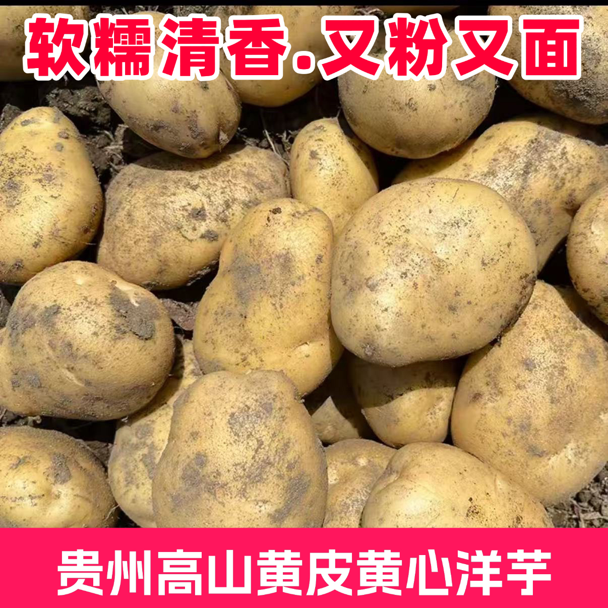 贵州高山黄皮黄心老品种洋芋