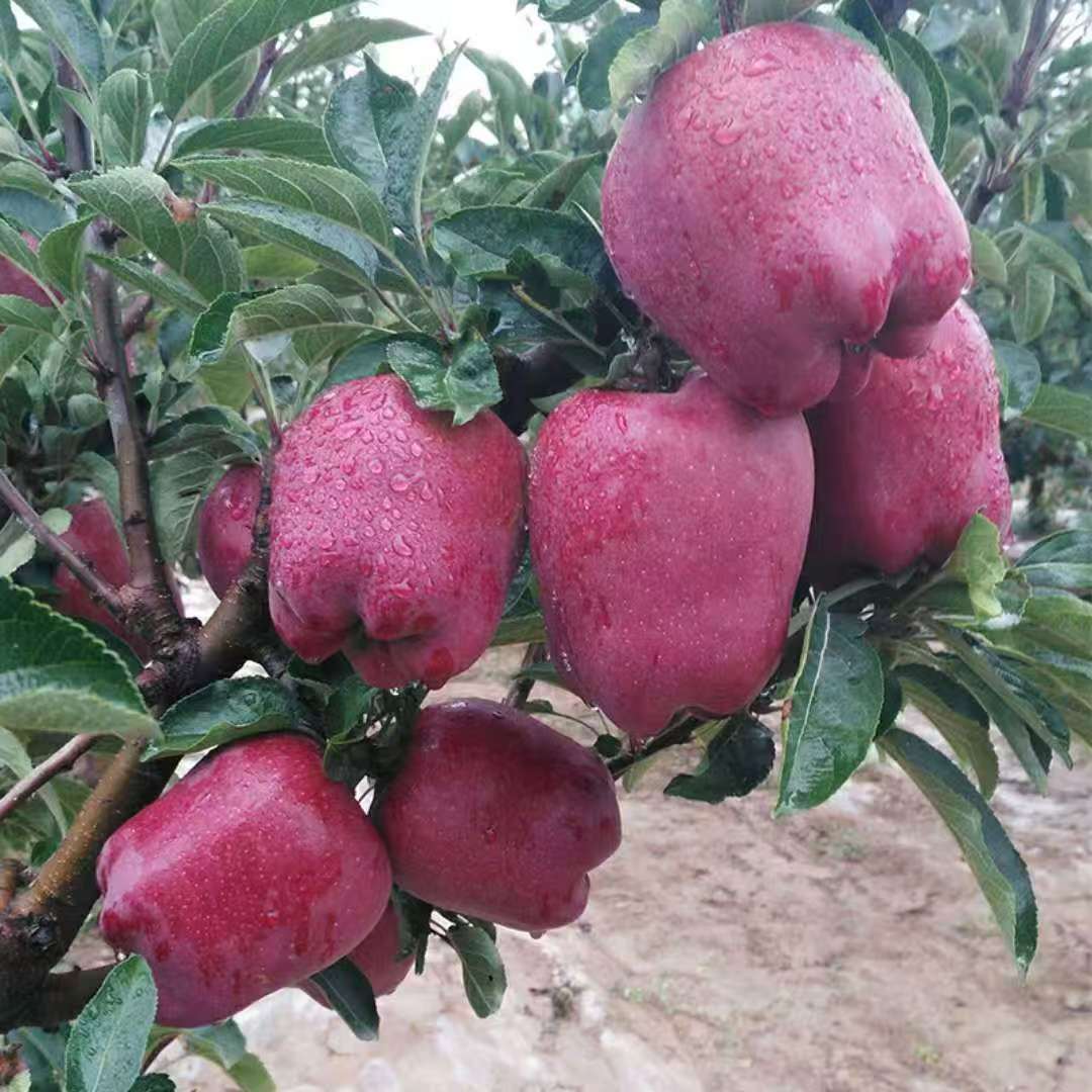 【小林子助农】甘肃天水花牛苹果新鲜当季水果脆粉两吃香甜