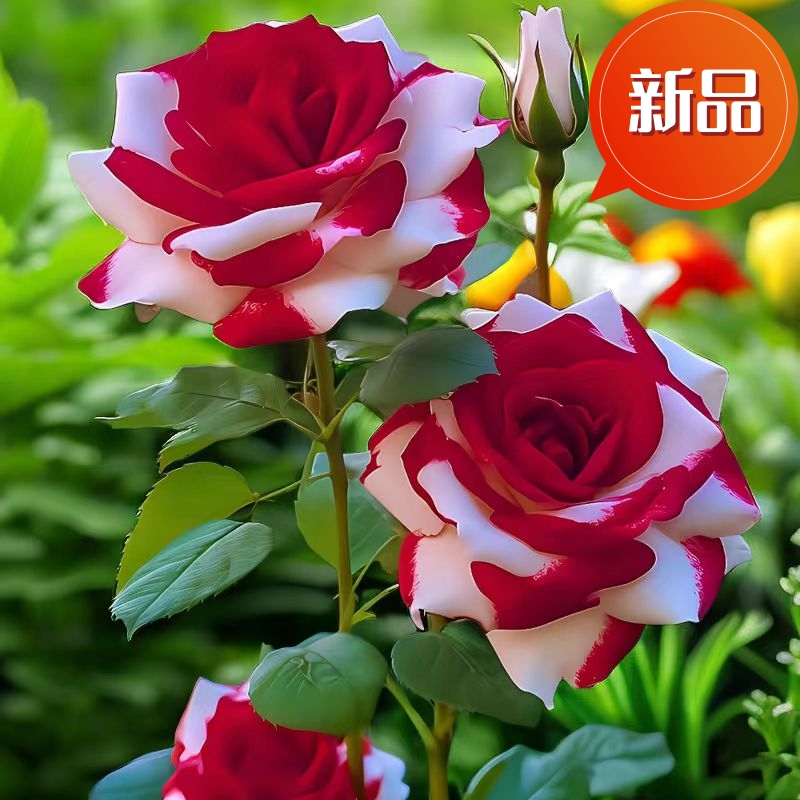 新品种非洲库伊拉双生云南耐寒玫瑰花苗嫁接四季开花老桩花卉盆栽
