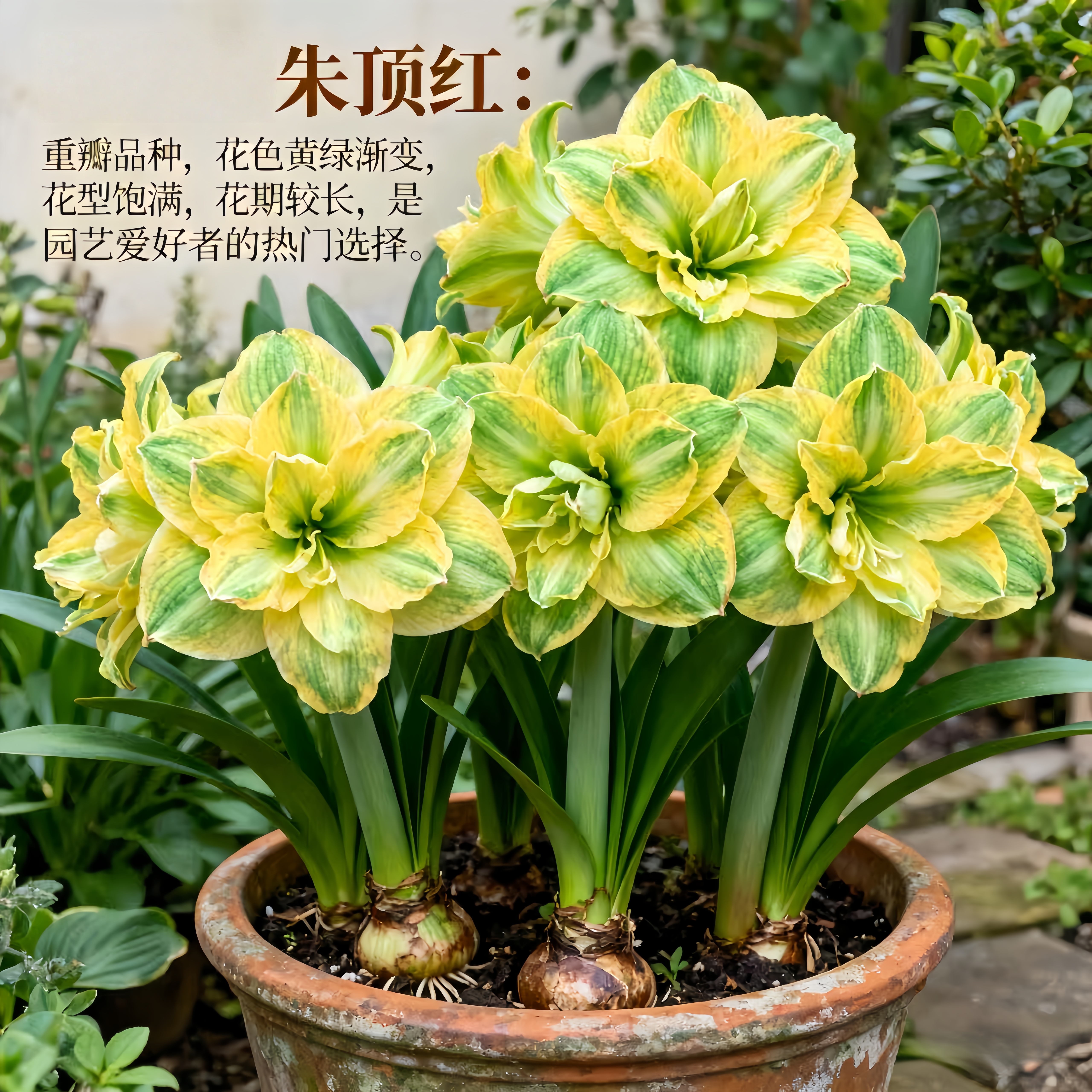 【荷兰进口】重瓣朱顶红种球大花浓香型好易活室内外可种植花卉绿植