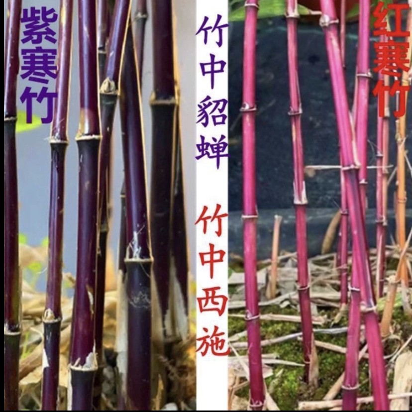 红寒竹盆景紫寒竹室内外绿植绿植盆栽紫竹盆栽庭院观赏高雅小竹子