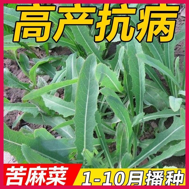 高产苦麻菜种子曲耐高温野苦菜子苦葛麻曲麻菜四季播蔬菜种子