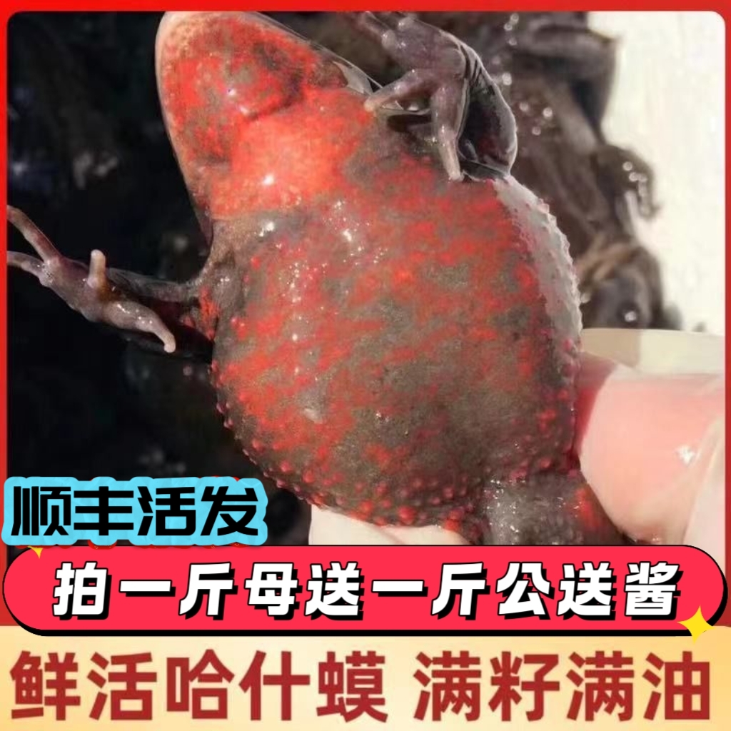 顺丰活发多买优惠蛤蟆草蛤蟆红肚皮林蛙石蛤蟆母蛤蟆母豹子满籽