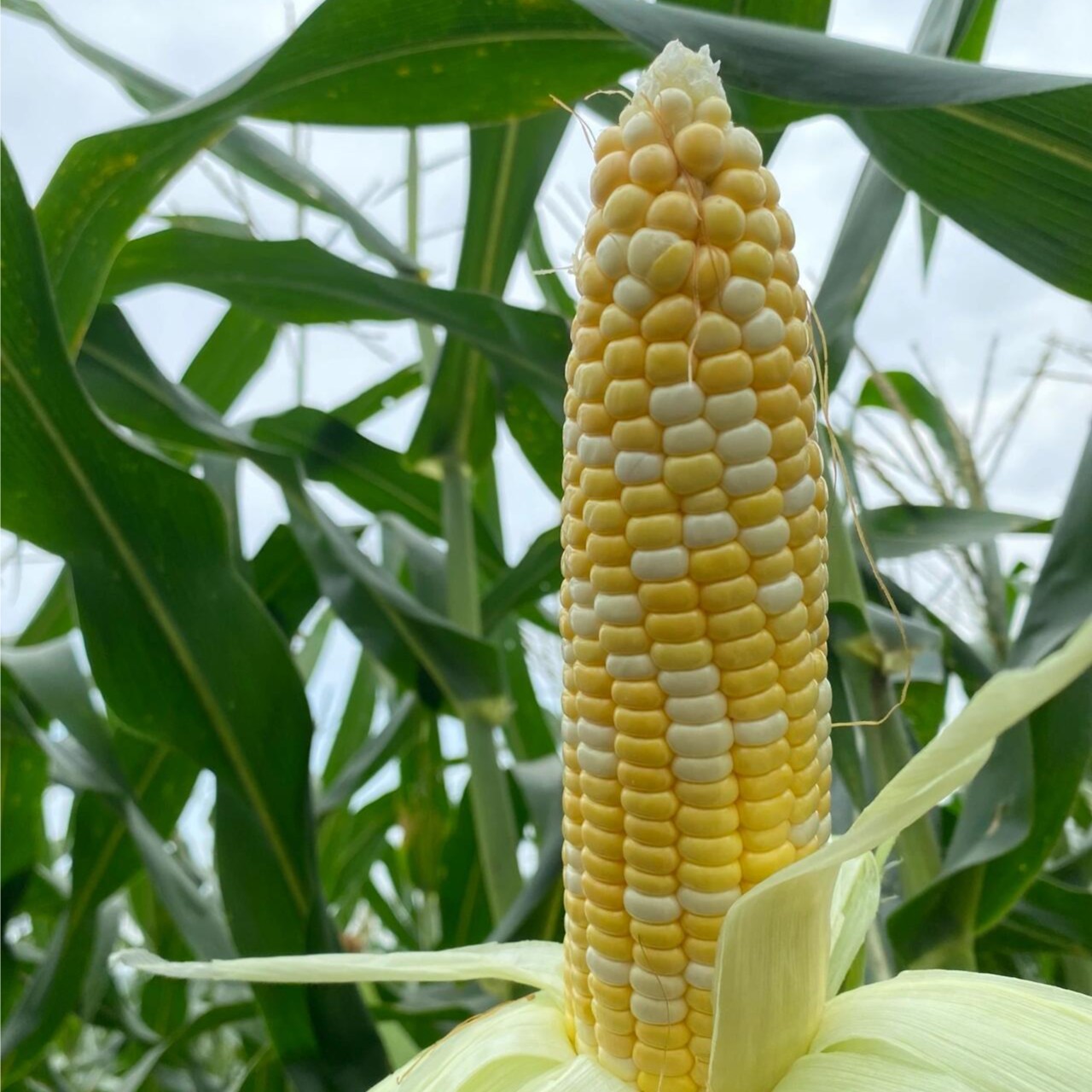 H【当日摘】甘肃新鲜金银双色玉米农家现摘现发清甜带皮带壳带须H