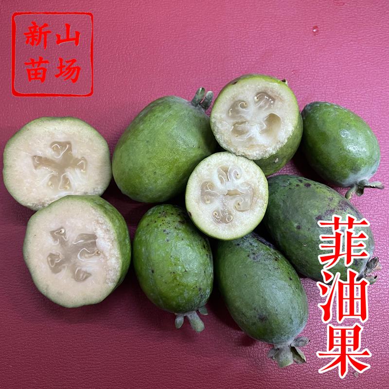 【菲油果树苗】安德烈斐济果费约果花果两用实生苗浙江新山网红植物