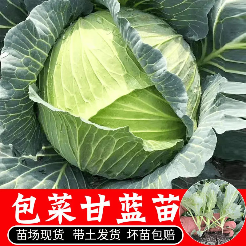 特大包菜苗秧苗莲花白甘蓝包菜苗四季秋冬种植耐寒当季蔬菜苗带土