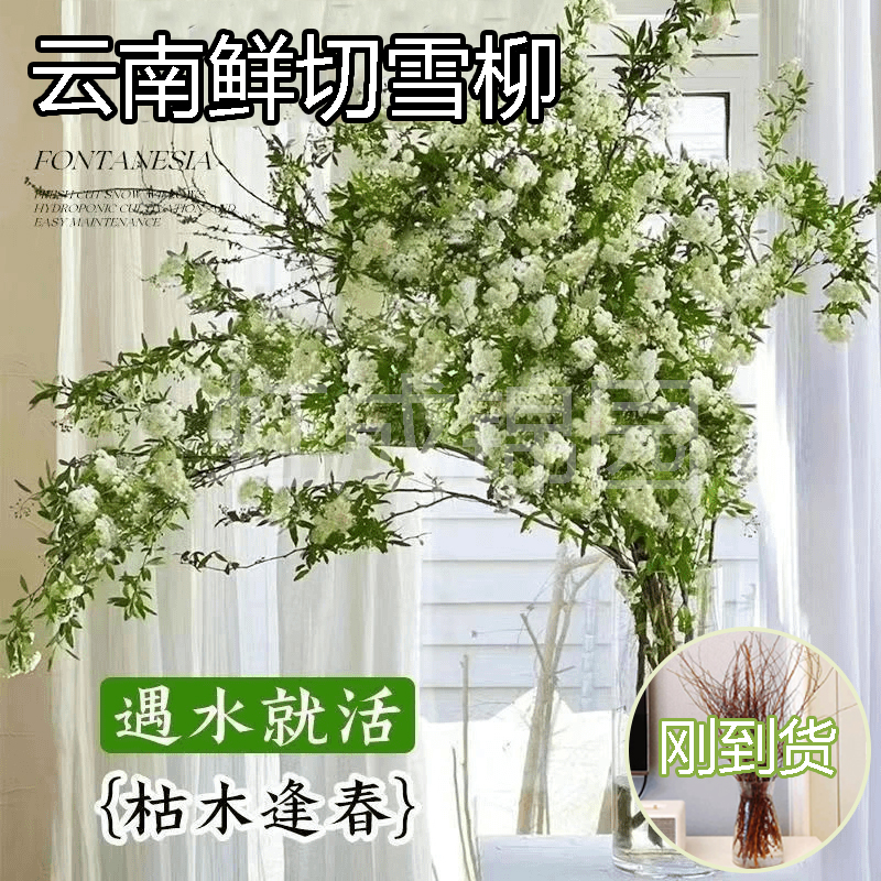 云南雪柳鲜切年宵花喷雪花水养鲜花插花水培懒人客厅耐寒花卉绿植