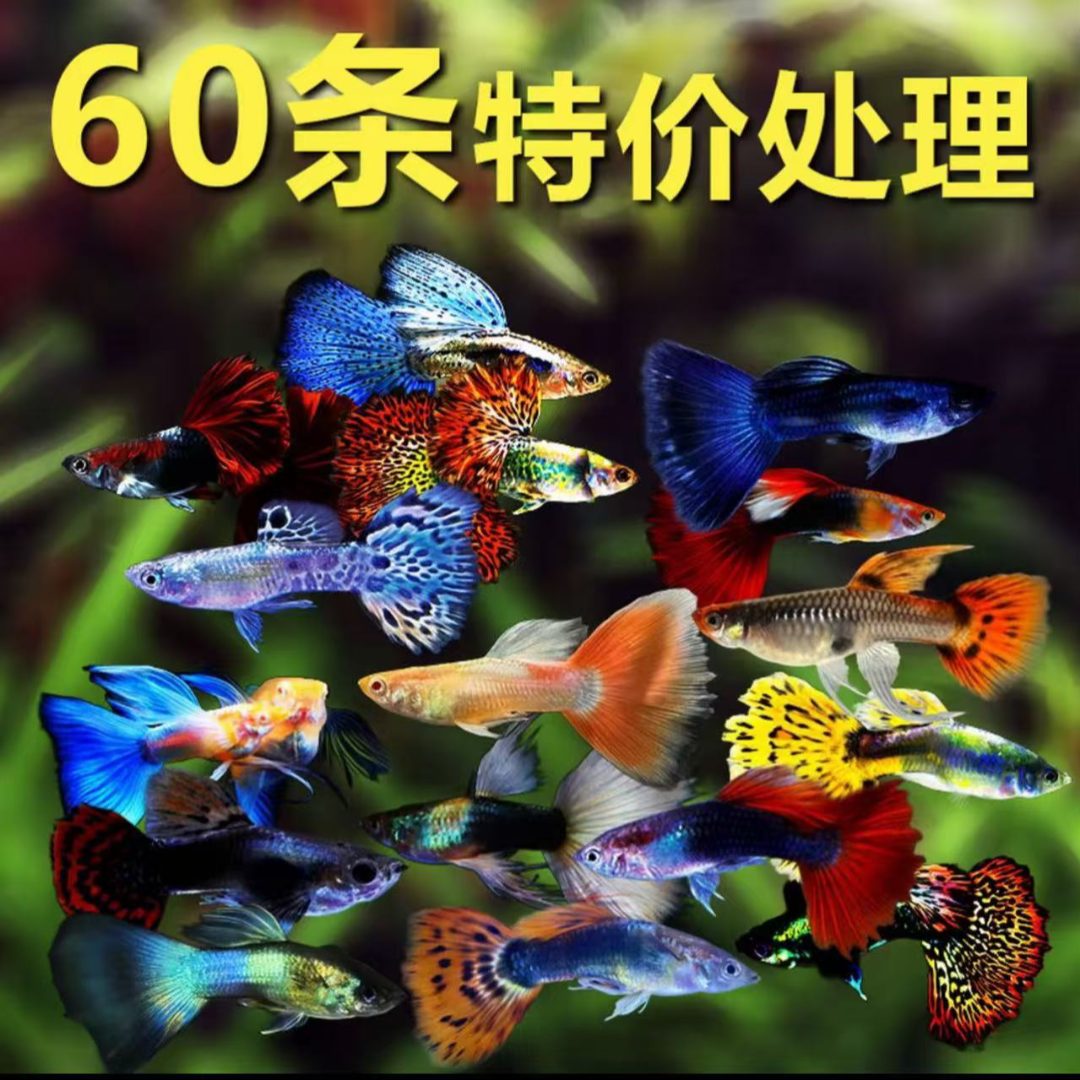 孔雀鱼花孔雀杂袍花袍孔雀热带观赏鱼活体新手孔雀练手养鱼饲养