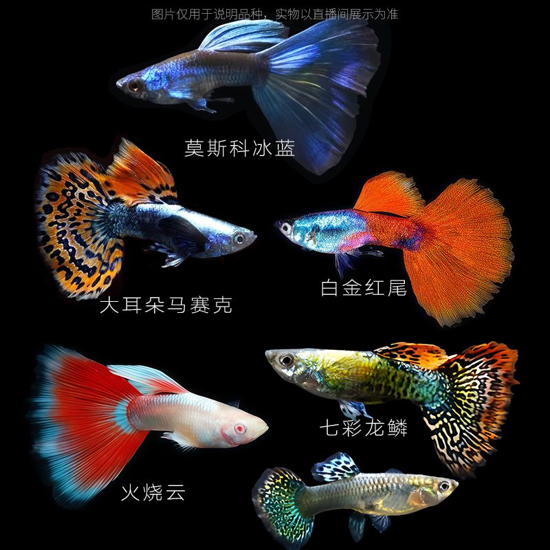 全家福孔雀鱼新手好养耐活的孔雀鱼小型热带观赏鱼活体