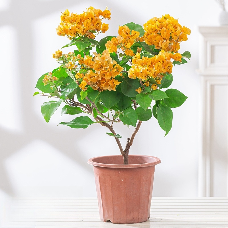 加州黄金三角梅盆栽带花阳台庭院花卉好养活四季开花绿植老桩植2