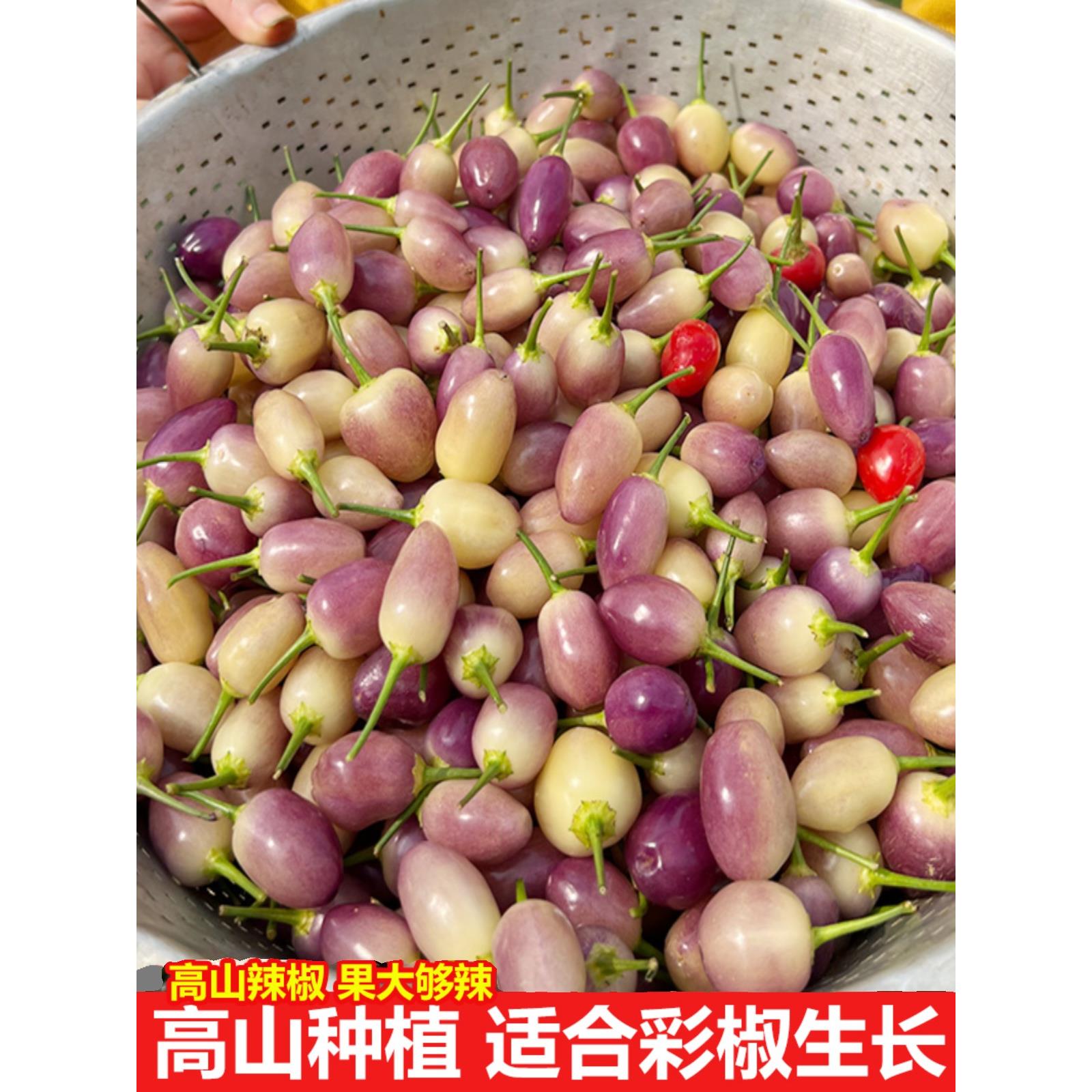 现摘现发广西七彩椒辣椒现摘五彩椒泡椒小灯笼椒小米椒七彩辣椒