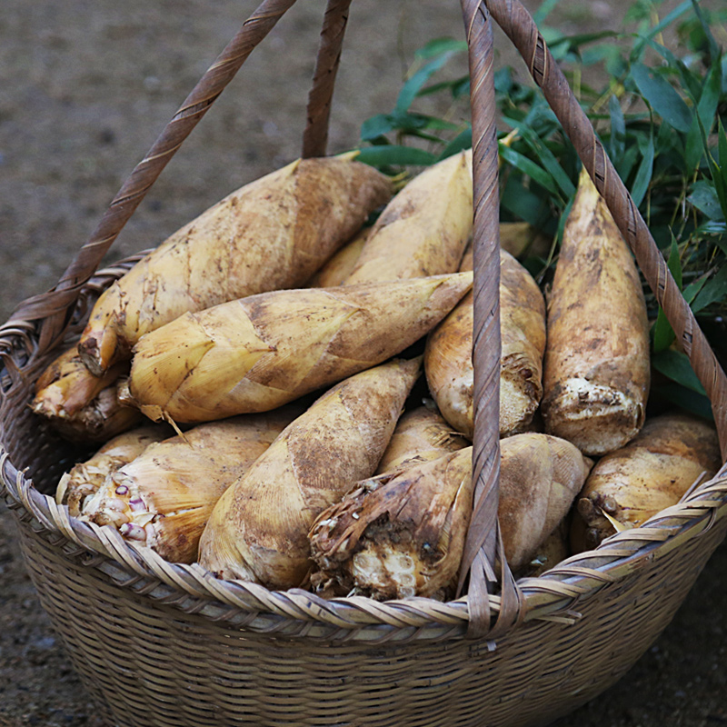 浙江冬笋5斤新鲜现挖切除老根楠竹笋笋3斤鲜嫩1斤