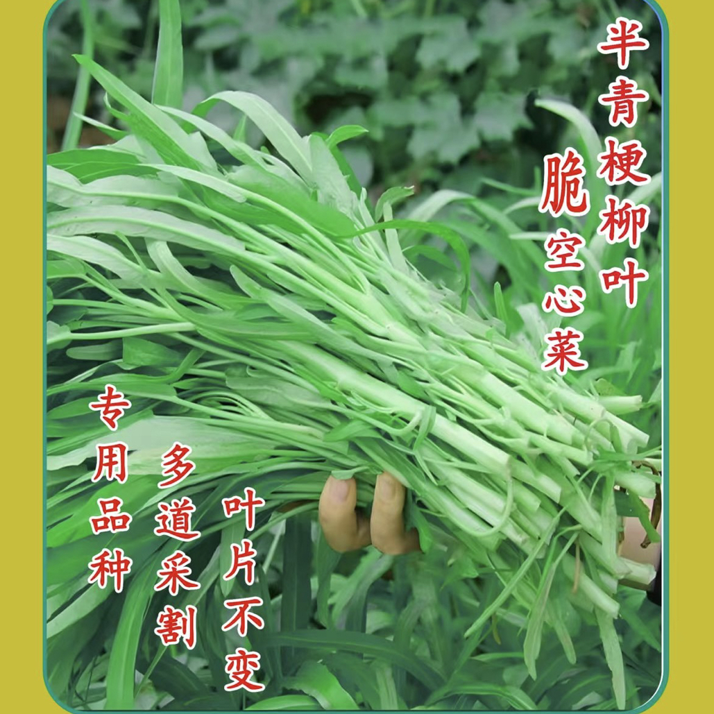 柳叶半青白种子阳台盆栽种植可多茬采摘