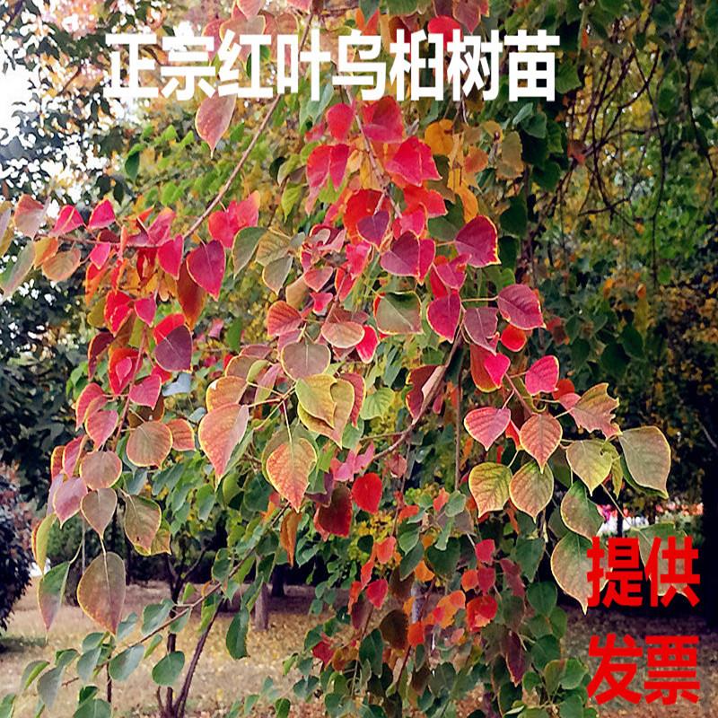 珍稀植物红叶乌桕小树苗 乌桕小苗乌桕树苗 彩叶乌桕树苗菩提树苗