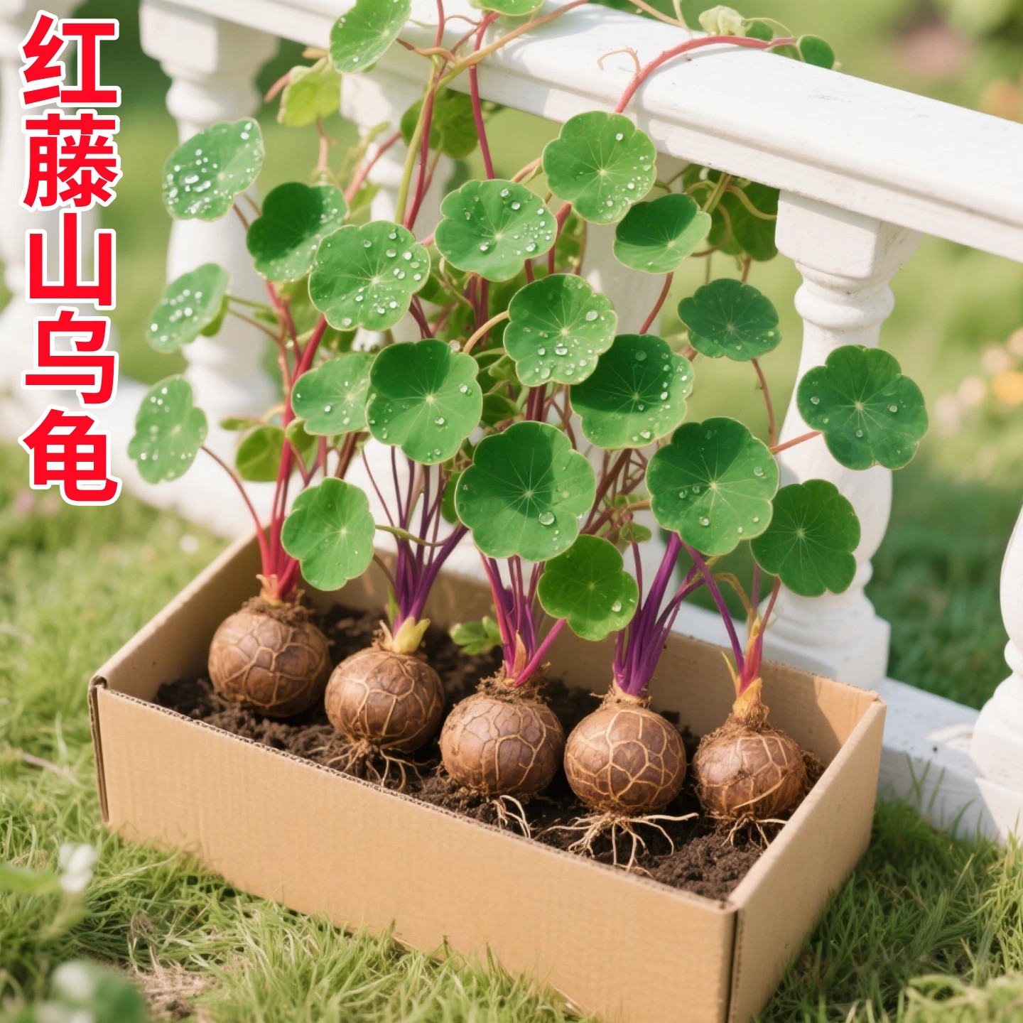 山乌龟种球爬藤植物水培钱串多肉植物室内盆栽红藤圆叶金不换好养