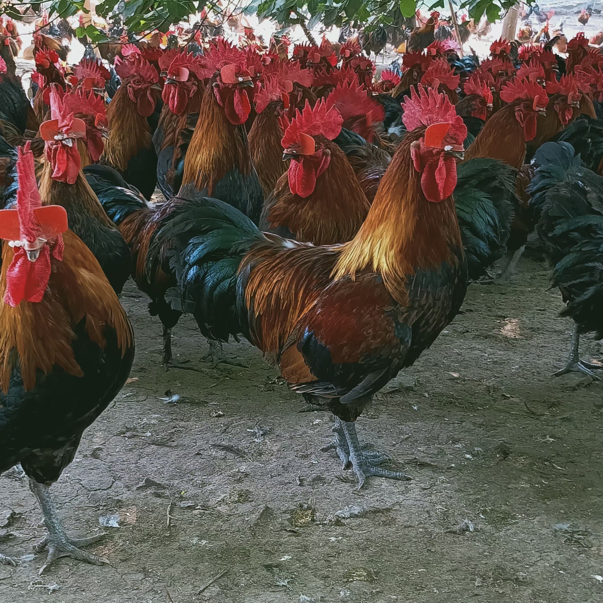 两只 一年半老公鸡可发活鸡，可以帮忙宰杀生鲜发货（非预包装食品）