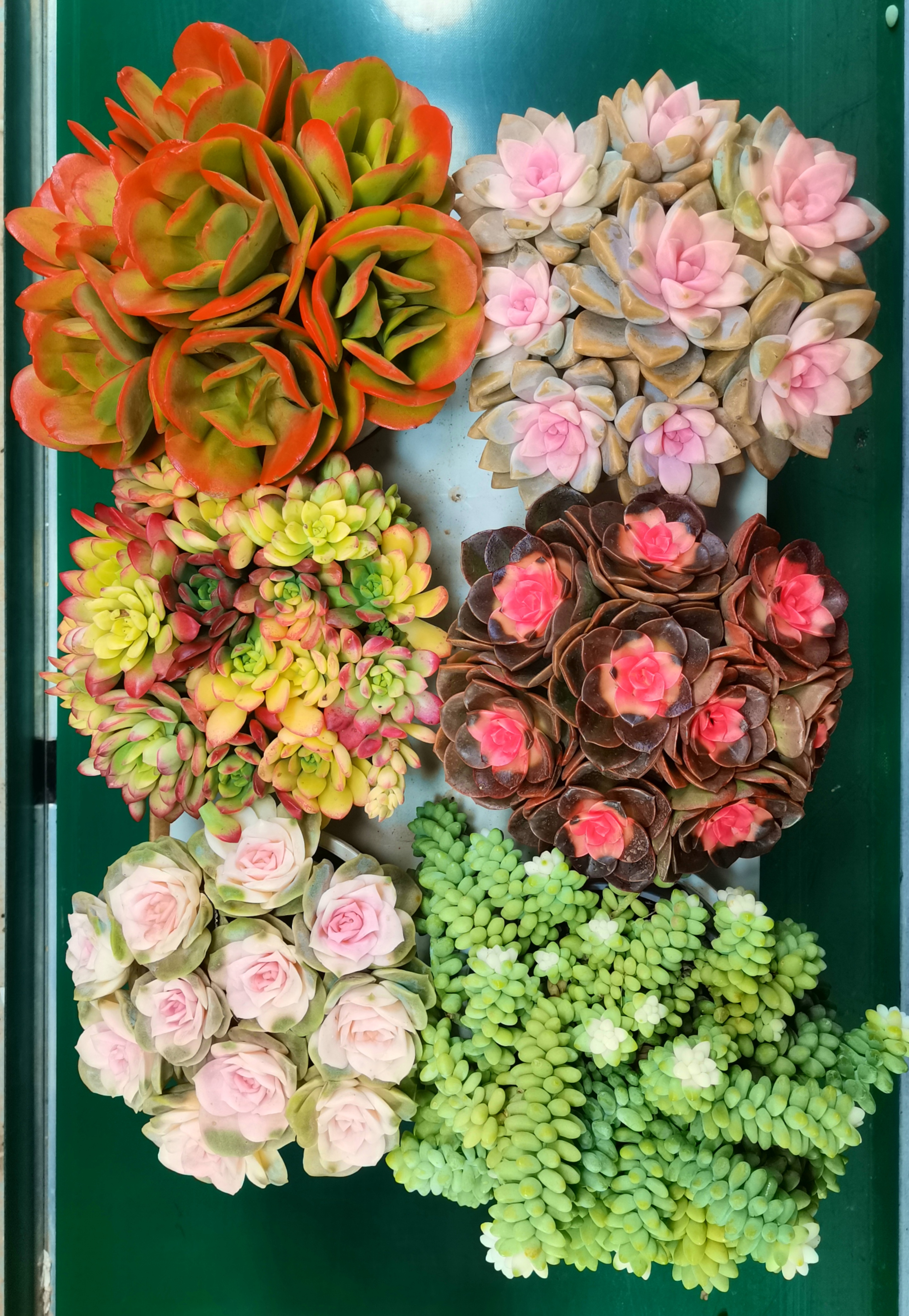 MS六盆多肉组合  好看好养 云南基地直发 带盆带土