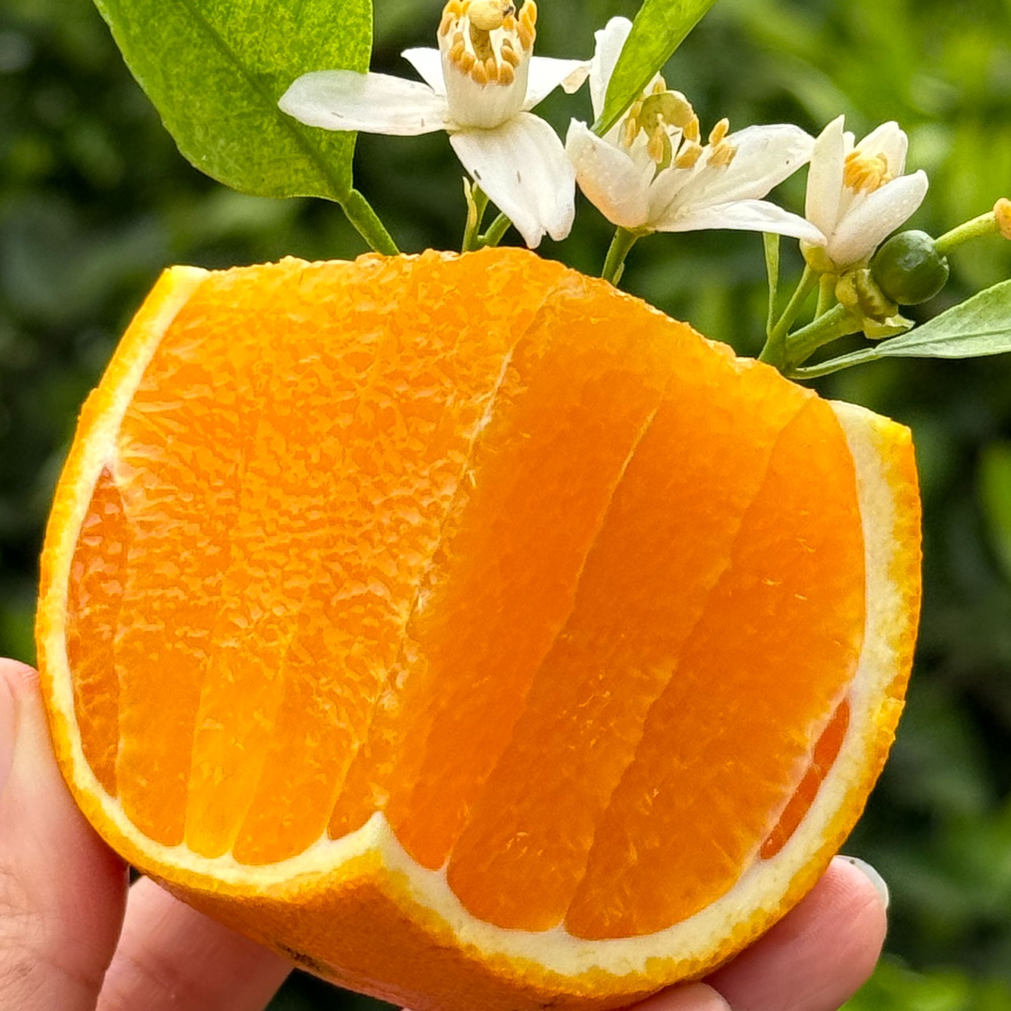 【京东上门】湖北宜昌橙子新鲜香甜无籽脐橙甜橙现摘当季水果