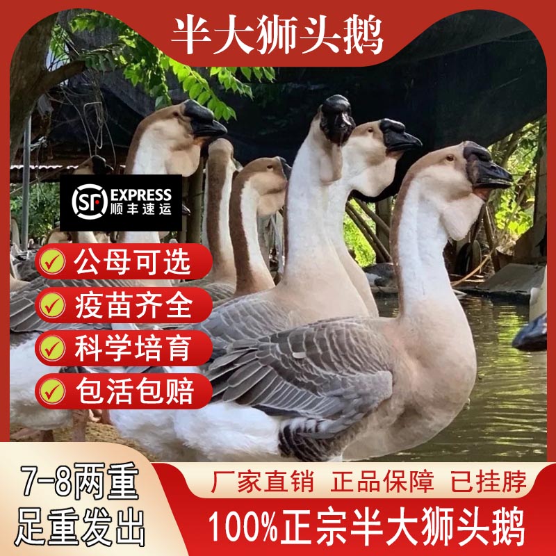 宠物鸭狮头鹅小鹅活苗正宗特大种一斤狮头鹅活苗纯种狮子头鹅幼苗