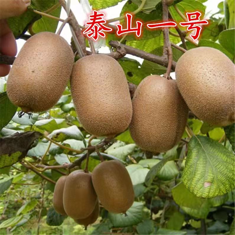 正宗泰山一号猕猴桃树苗黄心猕猴桃树苗分公母买母数送公树