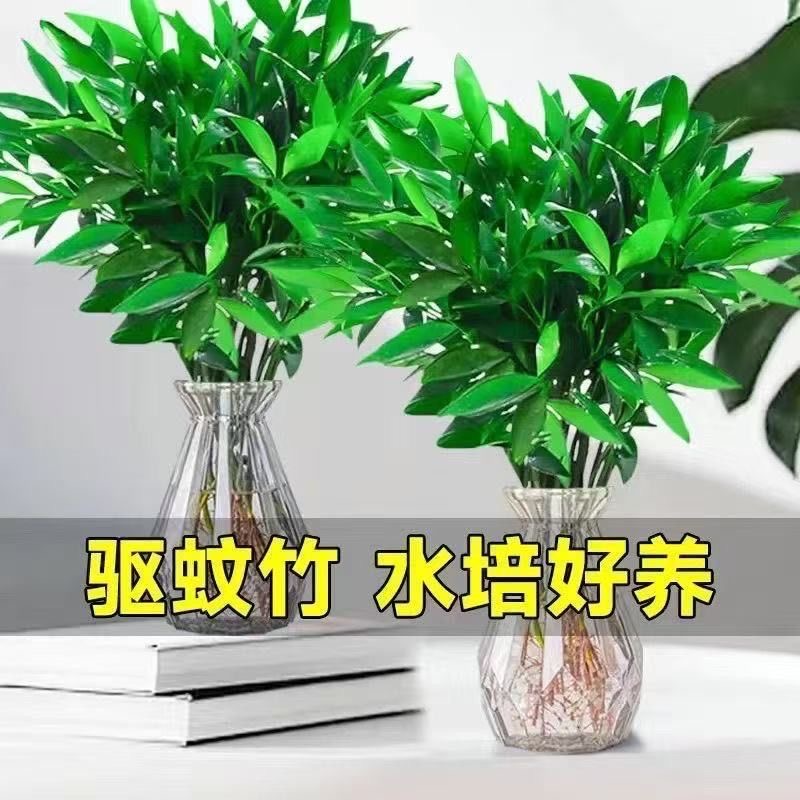 驱蚊竹柏水养土培水培植物室内客厅卧室桌面绿植盆栽花卉四季常青