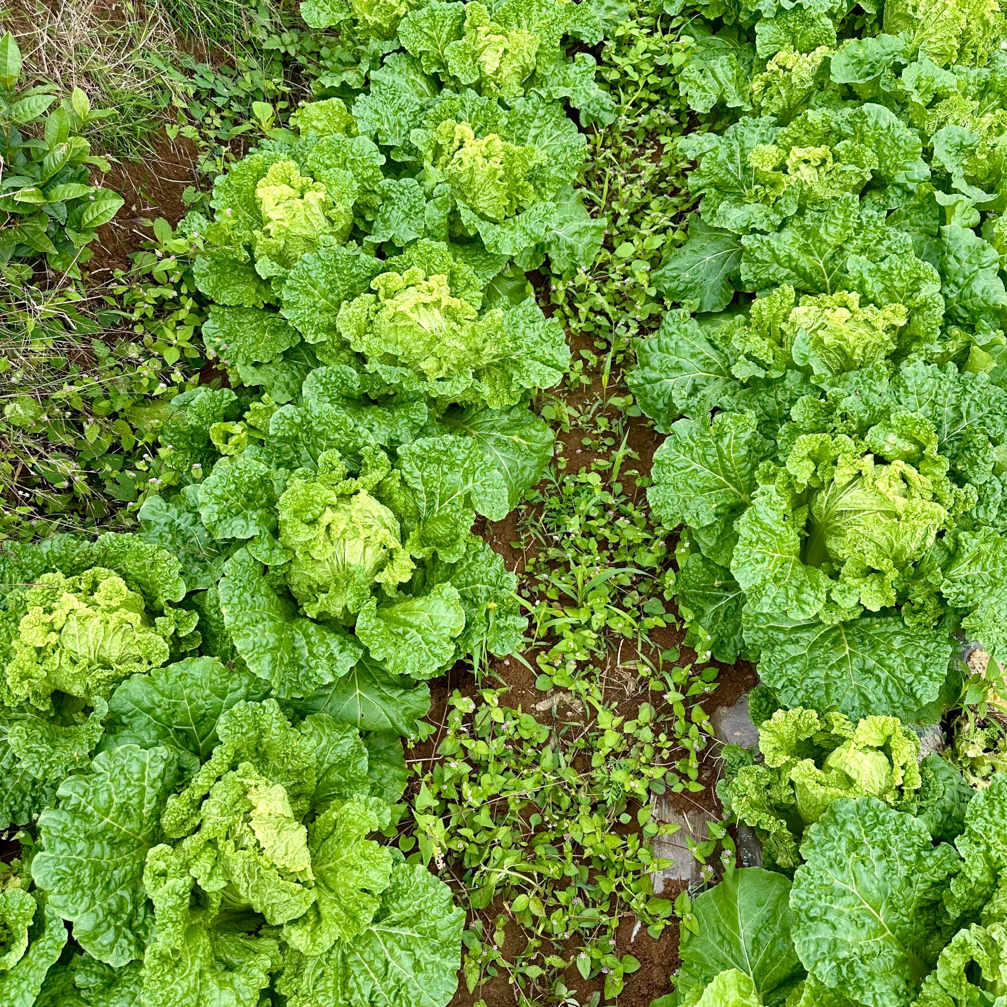 贵州高山农家种植麻叶白菜小白菜新鲜采摘杆少叶多火锅炒菜佳选