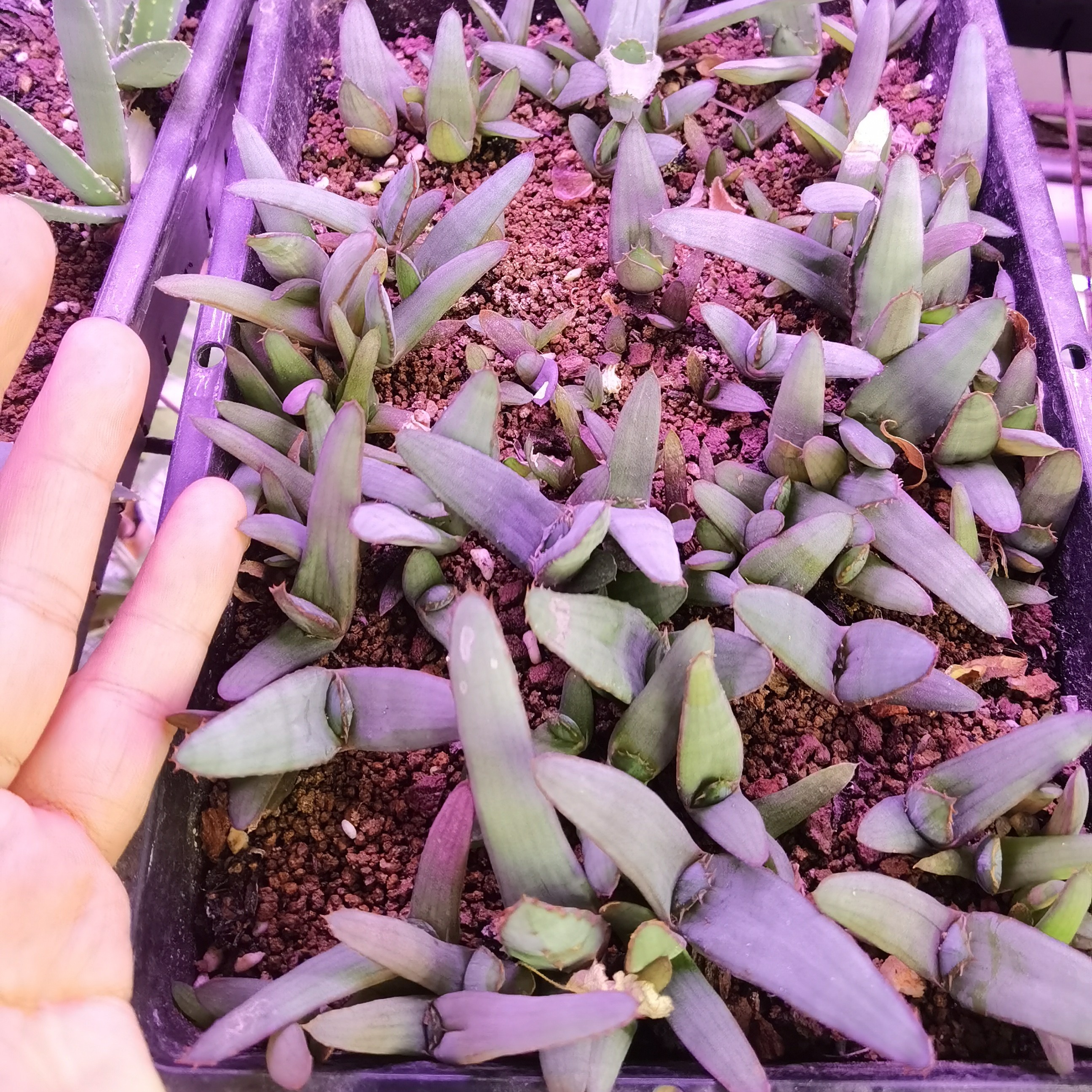 青鳄芦荟裸根随机发货