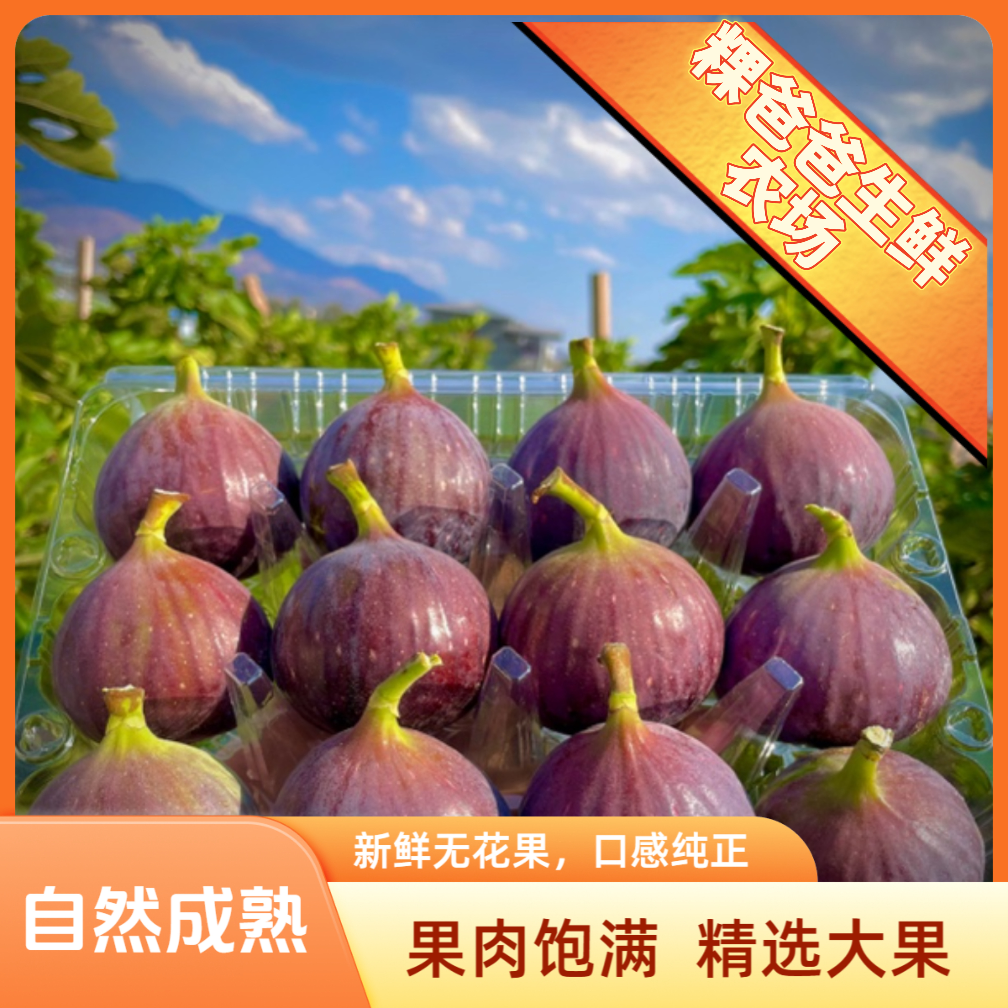 【顺丰包邮保鲜】云南新鲜无花果鲜果树上自然成熟现摘现发1-5斤装