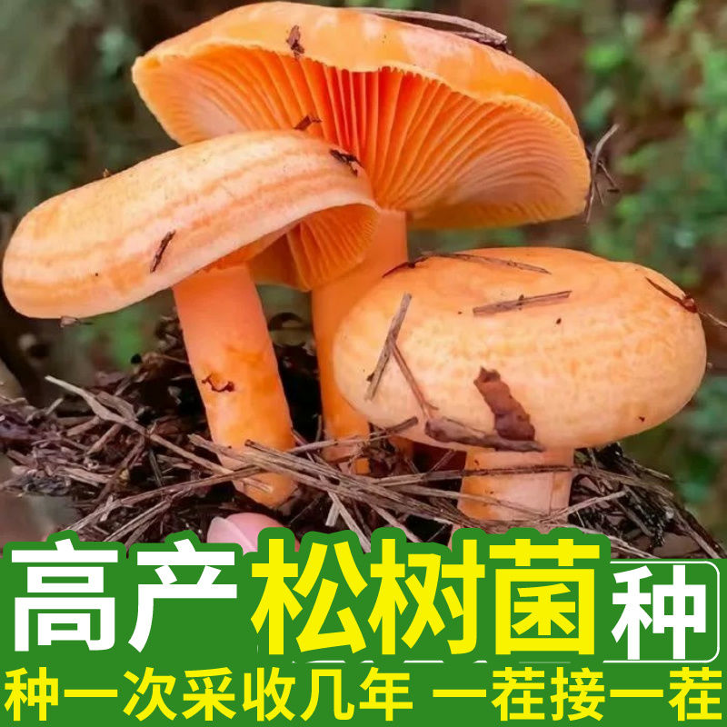 【90%好评率】乌枞菌黄枞菌菌种包人工室外室内种植可食用蘑菇四季