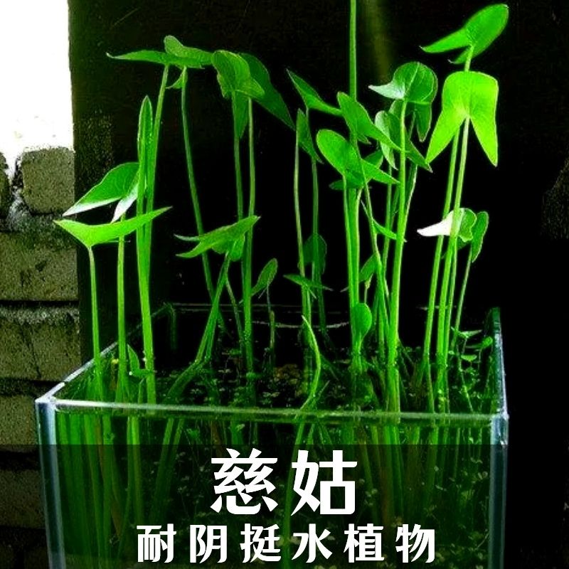 慈姑种根种苗茨菇挺水水草水族装饰净化鱼缸水培新款植物中后景