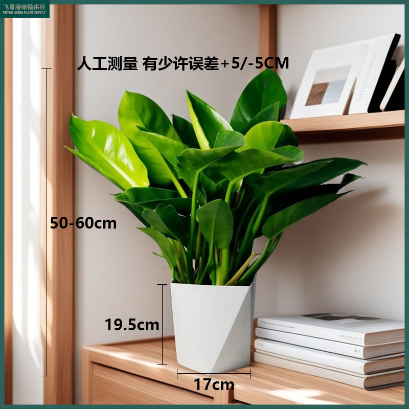 大叶金钻蔓绿绒室内客厅绿植盆栽好养易活四季常青高度50-60公分