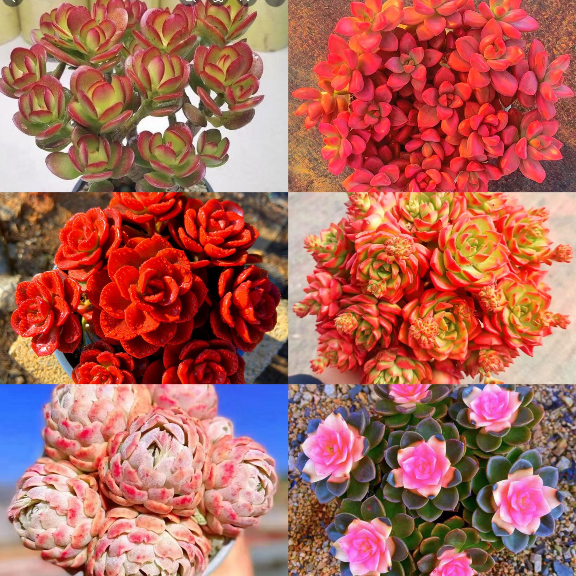 MS耐旱耐热一大箱，全部挑好的发,6个带盆土，云南基地发。