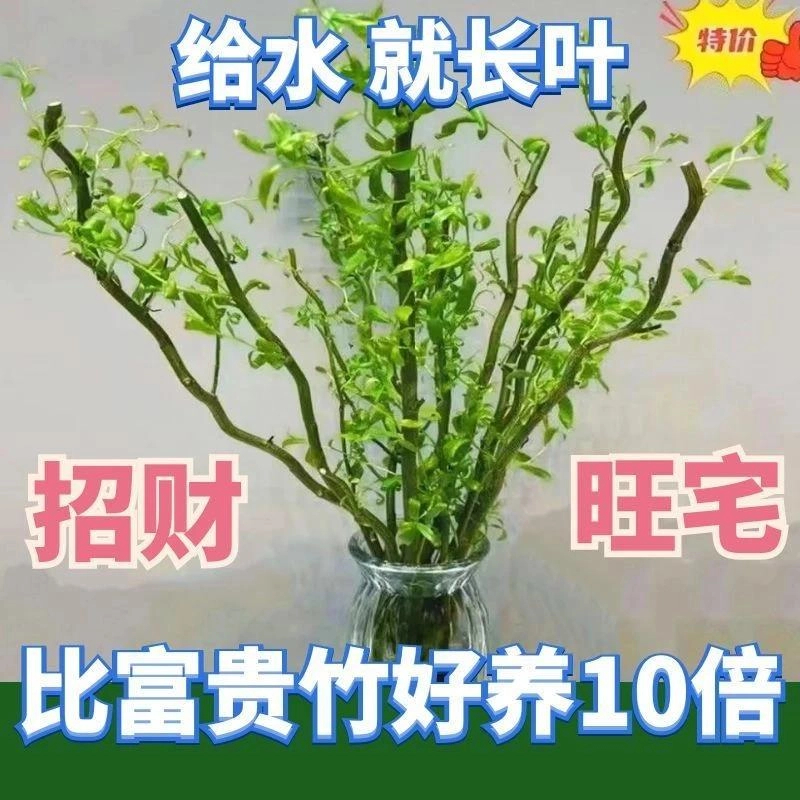 如朵新鲜龙柳鲜枝水培插花客厅水培植物四季好养绿植懒人水培植物
