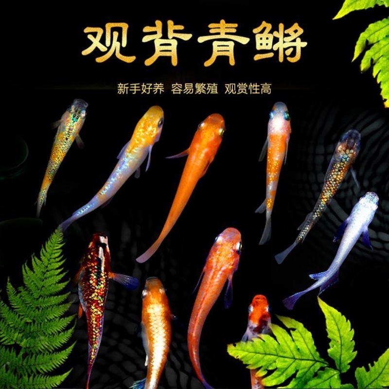 观背青鳉小型冷水观赏鱼2-3厘米除油膜好养耐活广温古法养鱼群游a