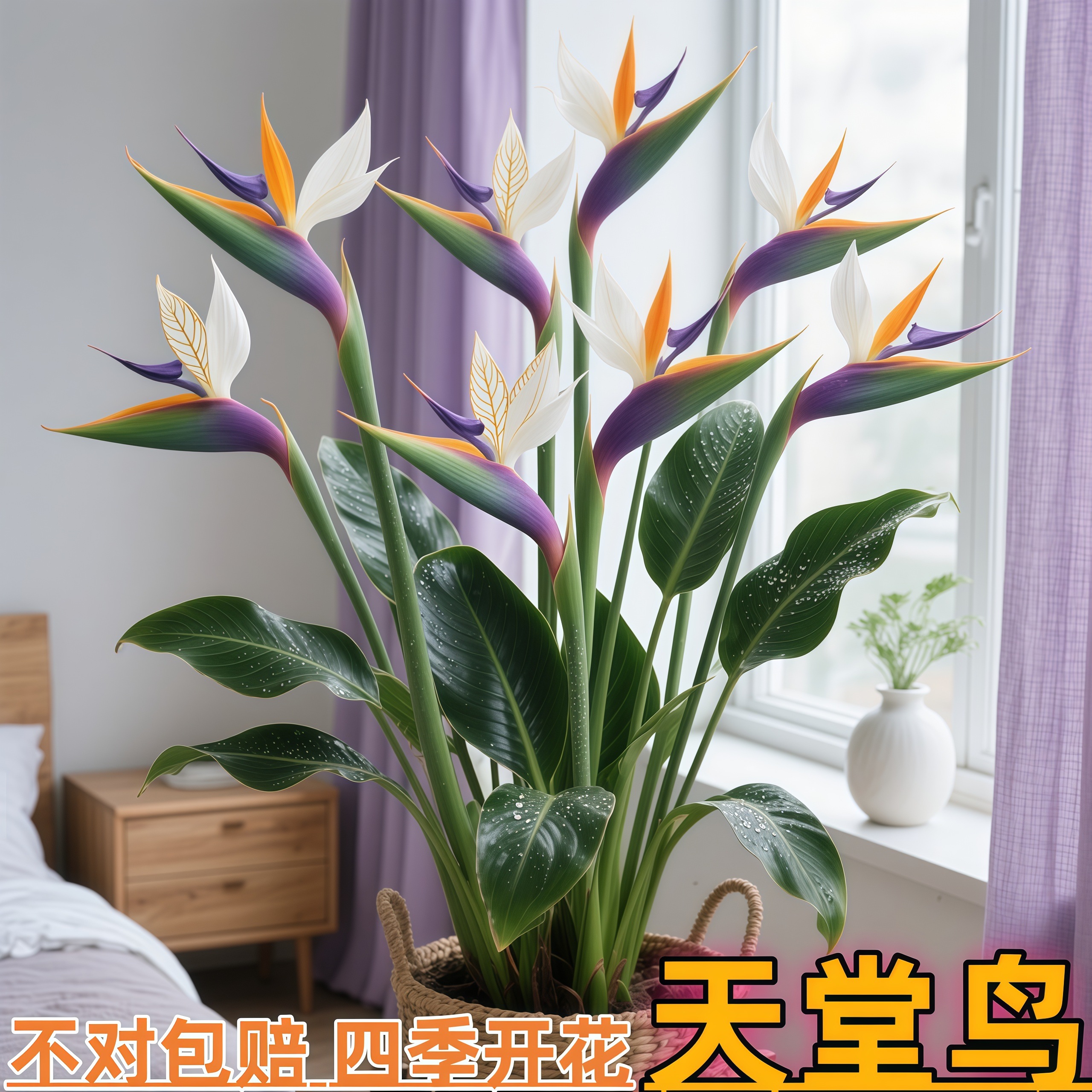 紫白鸢【天堂鸟】花期长耐寒办公室内好养净化空气花卉水培客厅驱蚊