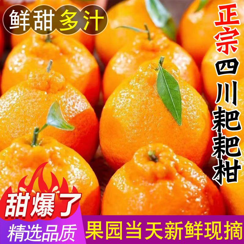 正宗四川春见耙耙柑3/5/8斤粑粑柑橘子新鲜水果当季丑桔八怪特甜
