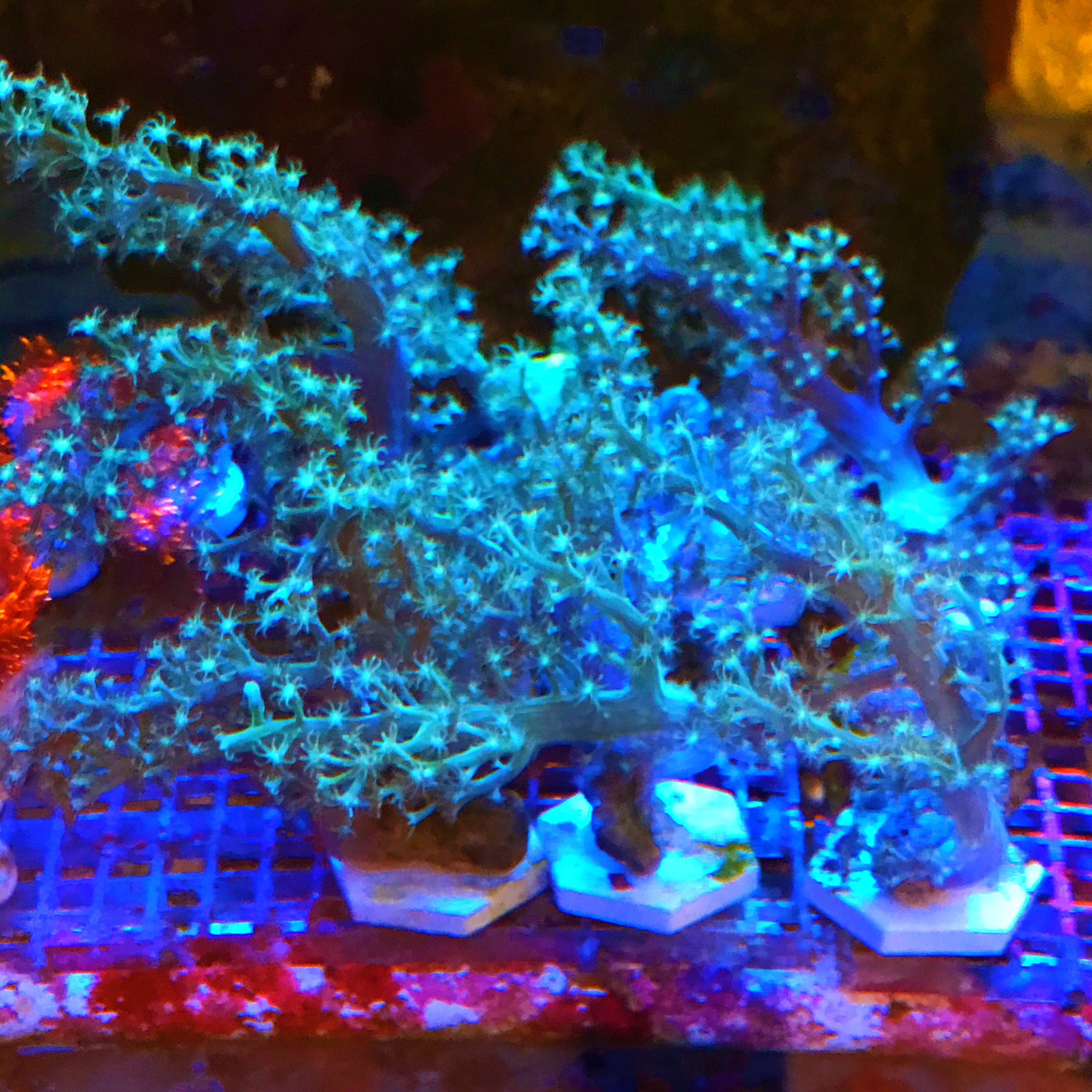 荧光绿圣诞树珊瑚8-10厘米